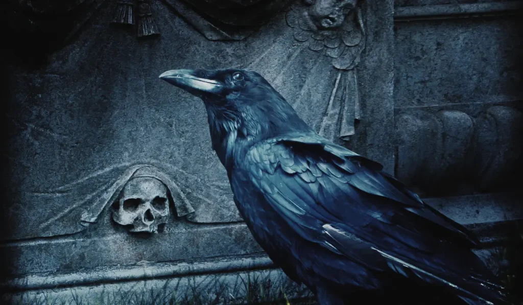 A black raven sitting on a grave