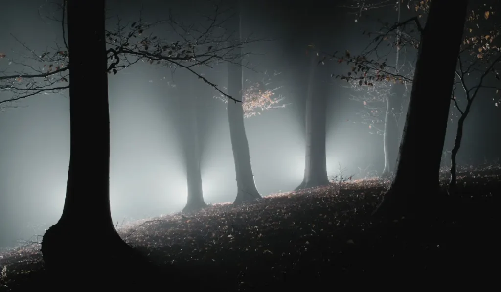 a shadowy forest with dense trees creating a mysterious atmosphere